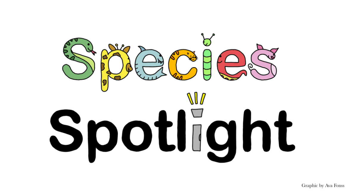 Species Spotlight: The solar-powered sea slug